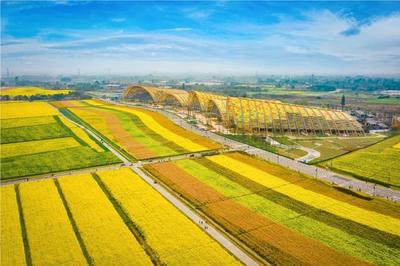 五色油菜穩(wěn)糖米 秘訣都在種業(yè)"芯片"