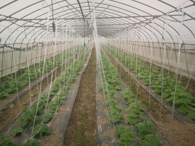 老種子煥新光彩,寶山區(qū)種業(yè)發(fā)展實現(xiàn)良好開局