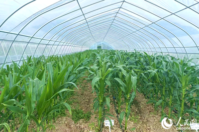 &ldquo;靠&rdquo;好山、&ldquo;吃&rdquo;好海 福建省政協(xié)農(nóng)業(yè)農(nóng)村委開(kāi)展?jié)O港、種業(yè)發(fā)展調(diào)研