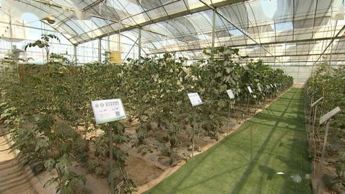 張鴻檢查指導(dǎo)第三屆酒泉現(xiàn)代種業(yè)博覽會(huì)暨特色農(nóng)產(chǎn)品推介會(huì)籌備情況