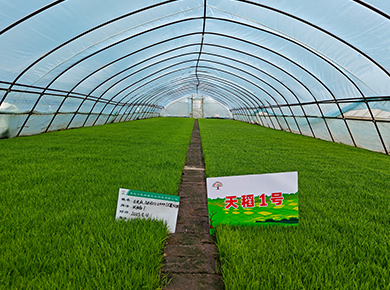 黑龍江凱瑞威種業官網, 0451-55130496,天稻1號,金苑玉177,凱瑞威種業,凱瑞威農業