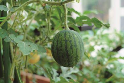 花開中國(guó)夢(mèng)：花博會(huì)助力光明母港現(xiàn)代種業(yè)創(chuàng)新區(qū)發(fā)展