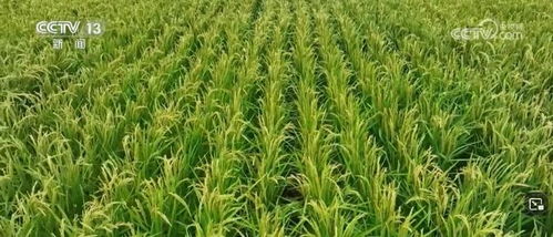 我國畜禽核心種源自給率超75%，資源保護體系更加完善