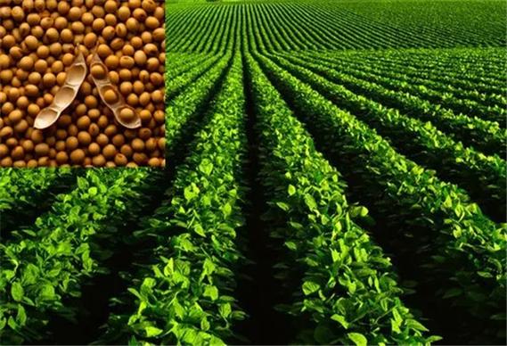 河南優(yōu)質大豆種子——輝縣市豫北種業(yè)專業(yè)批發(fā)與供應