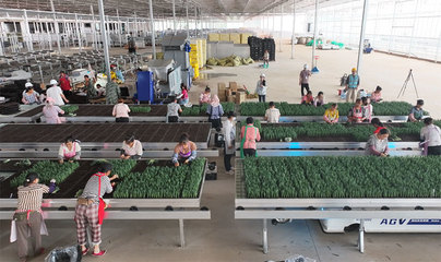 昆明市宜良縣現(xiàn)代種業(yè)項目進入試投產階段