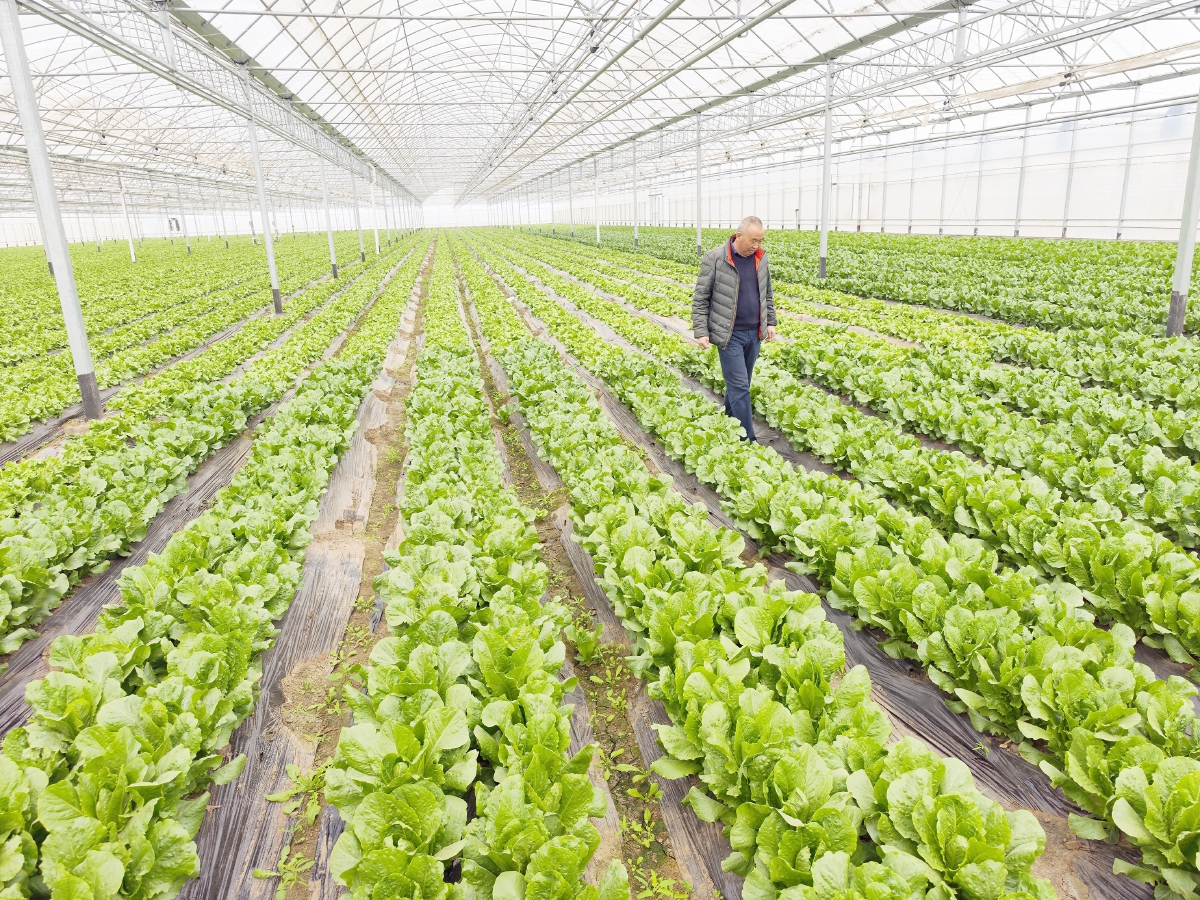 國際種業(yè)園區(qū)培育上百個新品種，推動農業(yè)現(xiàn)代化發(fā)展