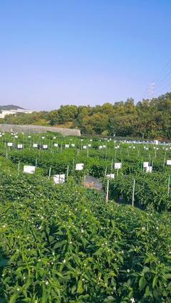 中國農業(yè)綠色產業(yè)大會暨第二十屆廣東種業(yè)大會 種業(yè)創(chuàng)新與綠色發(fā)展新篇章