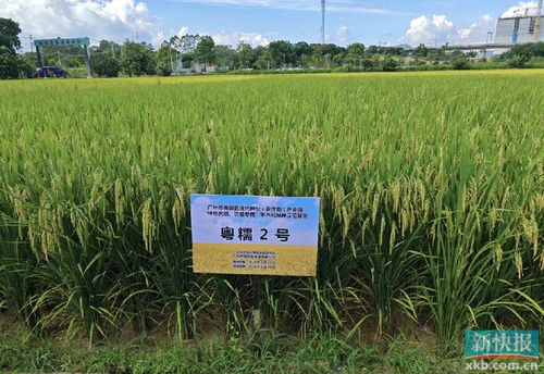 黃埔區(qū)現(xiàn)代種業(yè)產(chǎn)業(yè)園早造觀摩會(huì) 水稻所聯(lián)合主辦助力種業(yè)振興