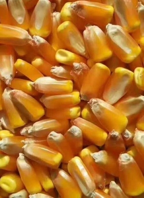 美品6881頁(yè) 種業(yè)創(chuàng)新與現(xiàn)代農(nóng)業(yè)的未來